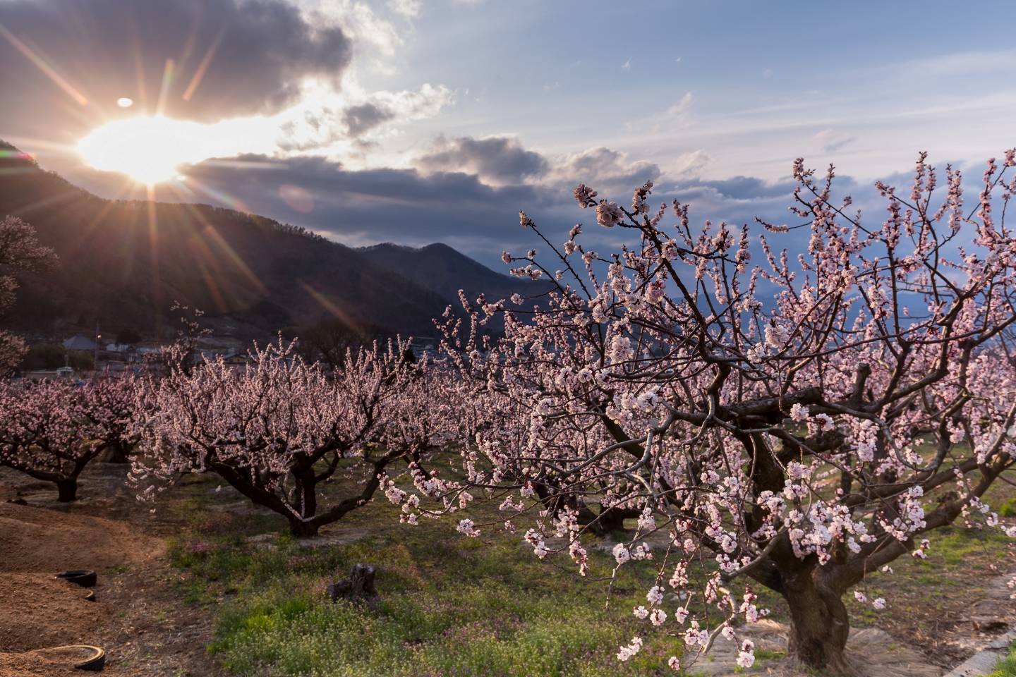 aprikosenblüte chikuma